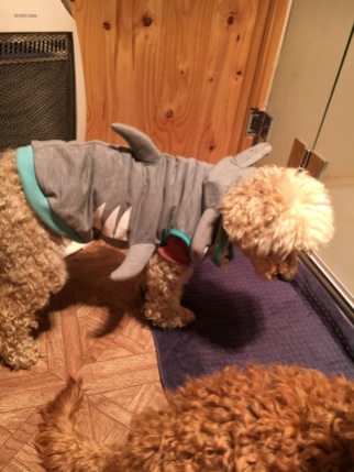 Lily wearing two jumpers, she isn't quite the shark she used to be😳